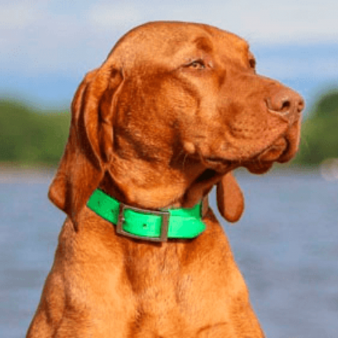 Collares de Biothane