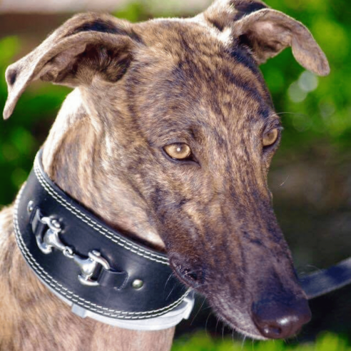 Collares para Galgos